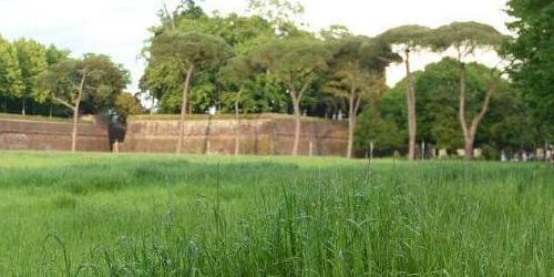 VERDE PUBBLICO a prova di bambino